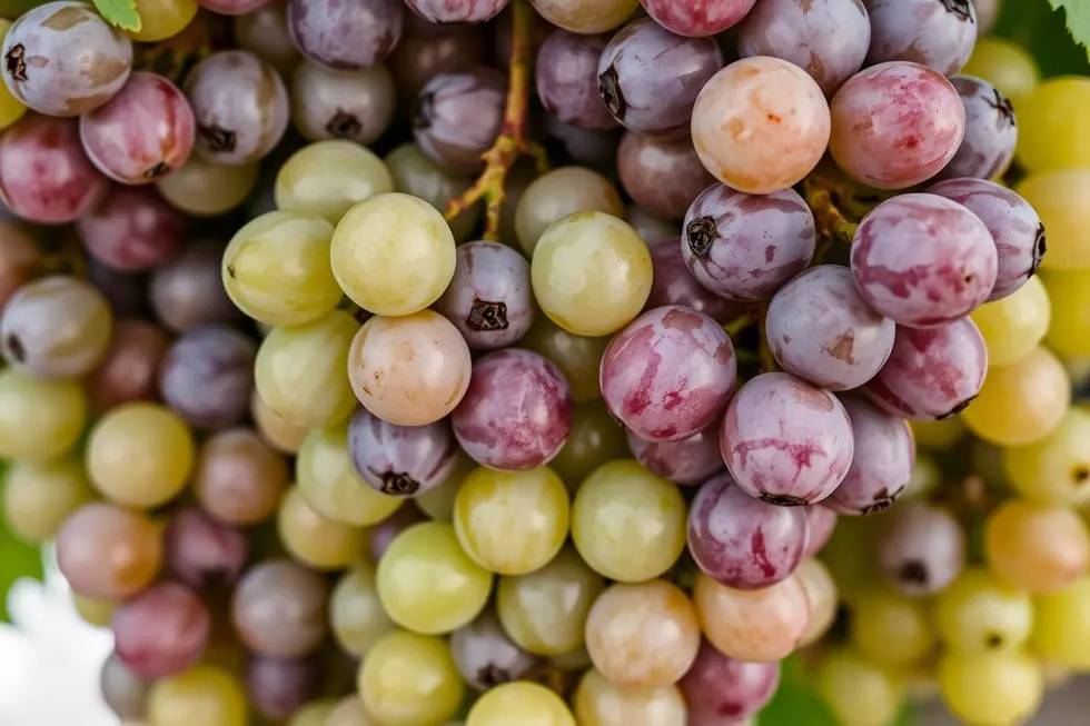 Os Benefícios Nutricionais da Uva