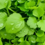Bunch of fresh watercress with water droplets